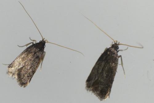 Eurodachtha sp.